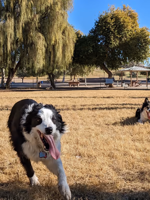 Lions Dog Park photo 2